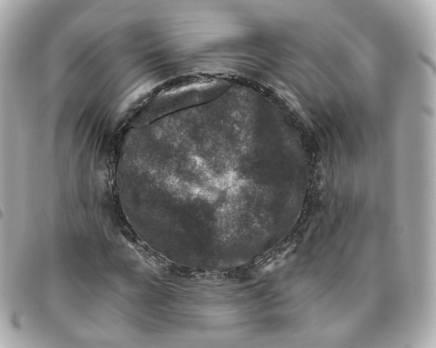 X0000095900920200802011125