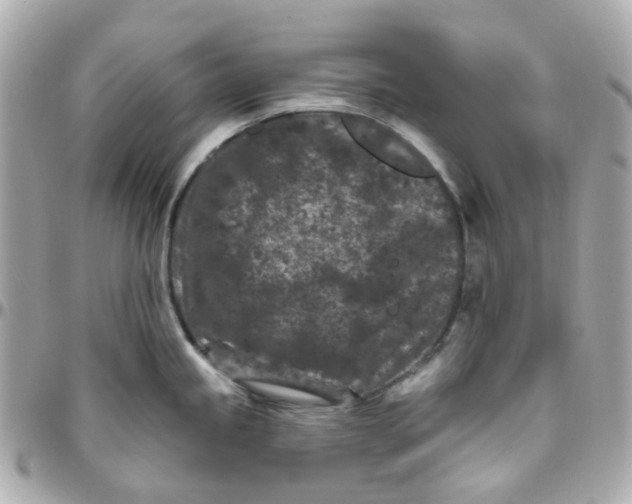 X0000095901245200802011121