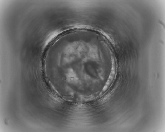 X0000095901263200802011120