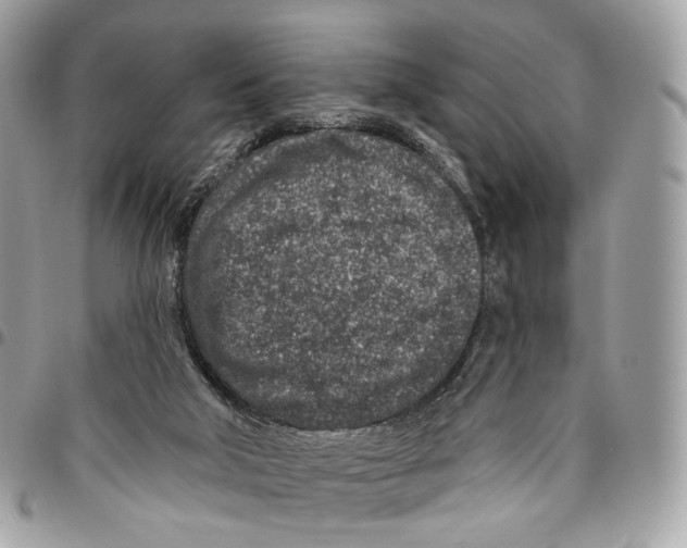 X0000095900018200802081150