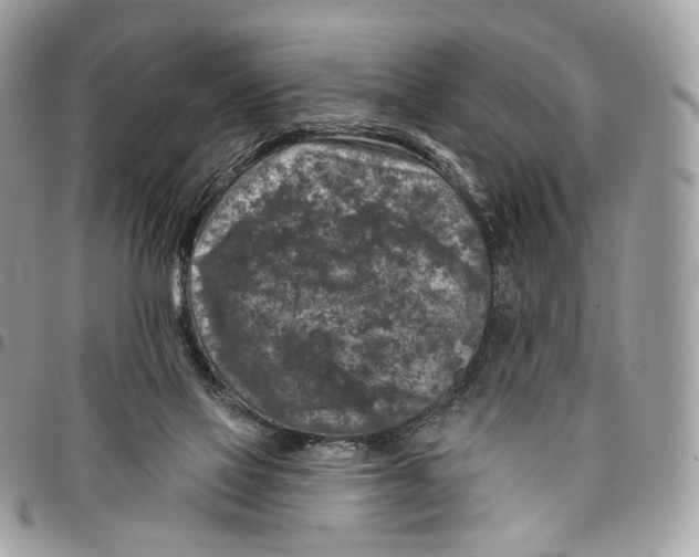 X0000095900069200802081150