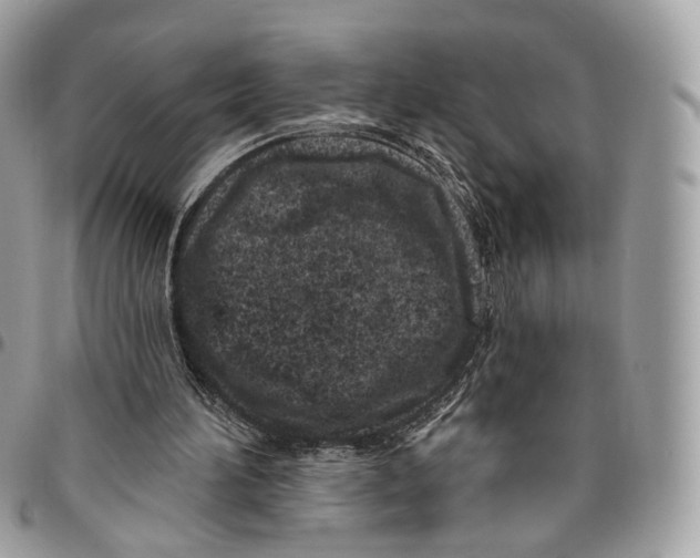 X0000095900196200802081148