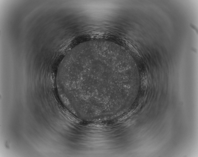 X0000095900661200802081141