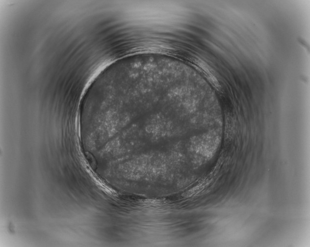 X0000095900796200802081139