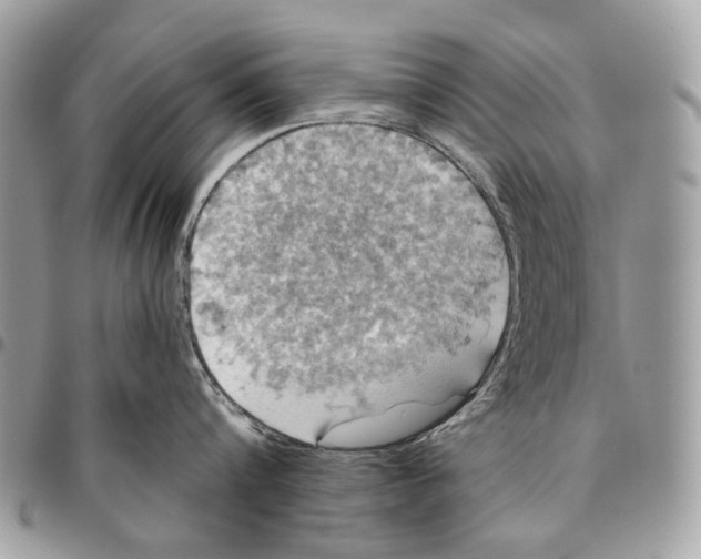 X0000095900816200802081138