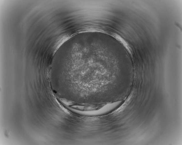 X0000095901385200802081130