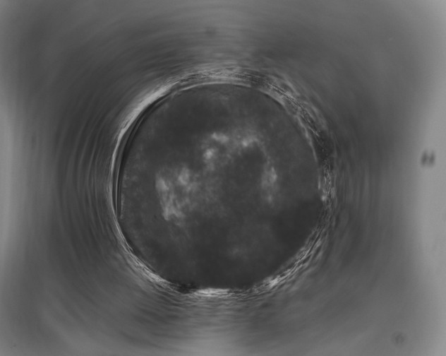 X0000095910052200801111241