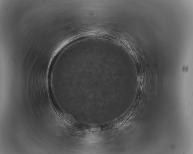 X0000095910196200801111240