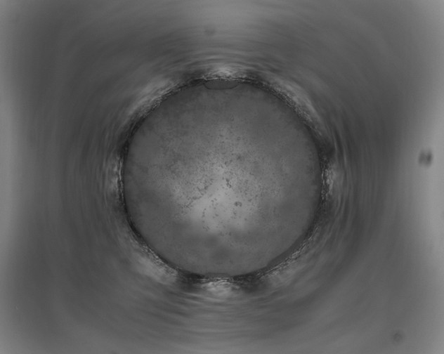 X0000095910423200801111236