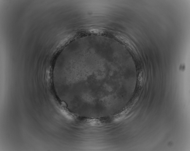 X0000095910424200801111236