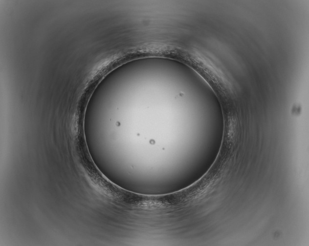 X0000095910636200801111233