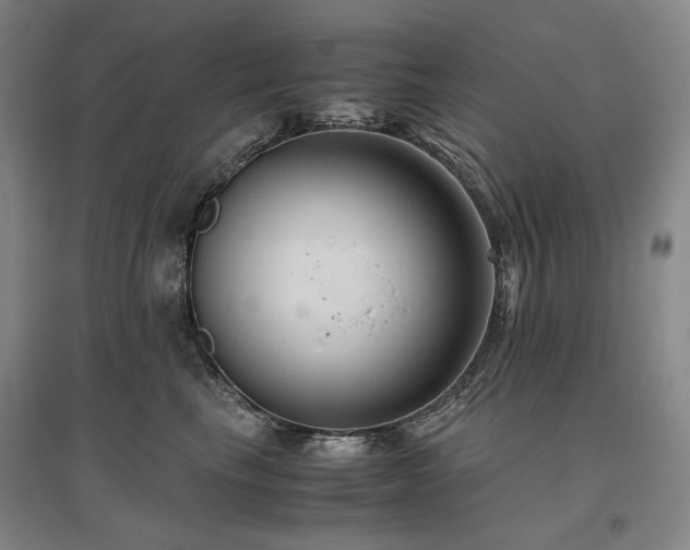 X0000095910665200801111233