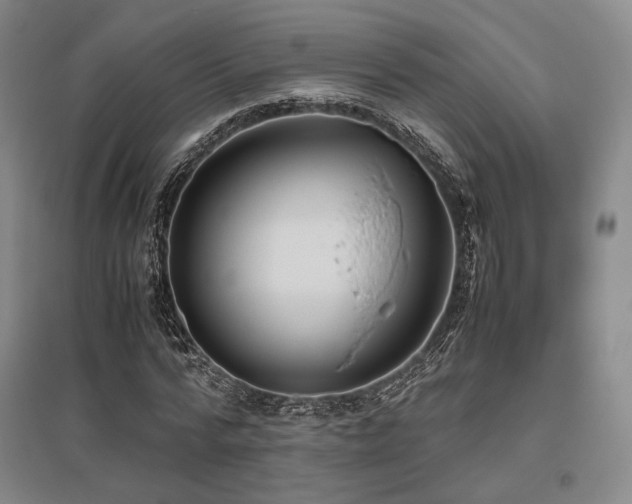 X0000095910776200801111231