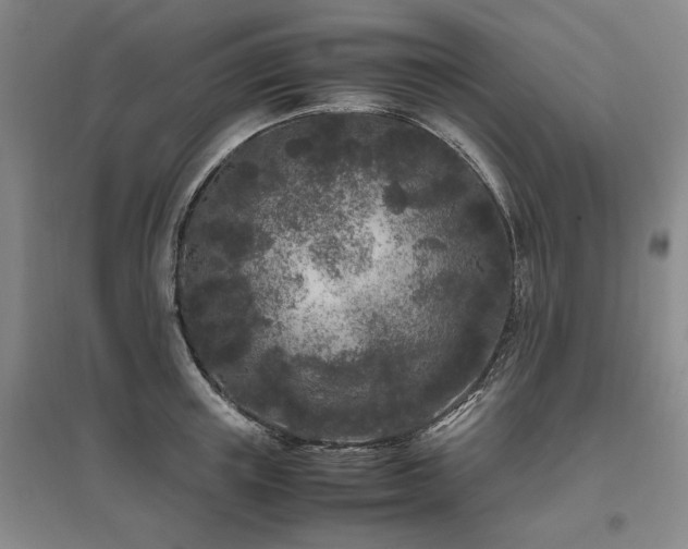 X0000095910851200801111230