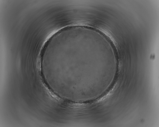 X0000095910925200801111229