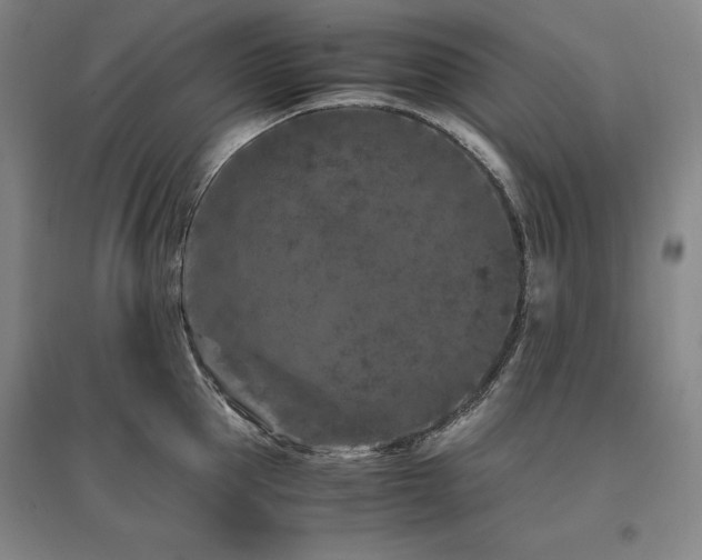 X0000095910953200801111229