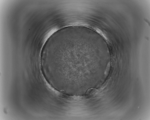 X0000095911087200801181350