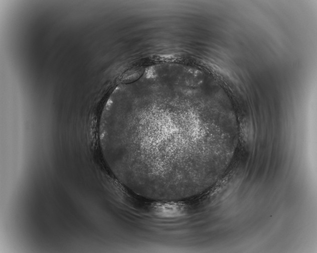 X0000095910181200801251017