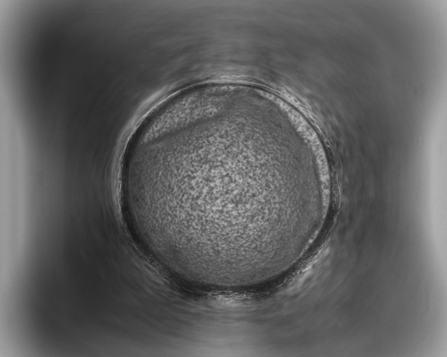 X0000095910199200801251016