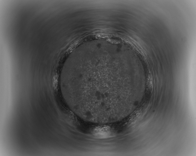 X0000095910271200801251016