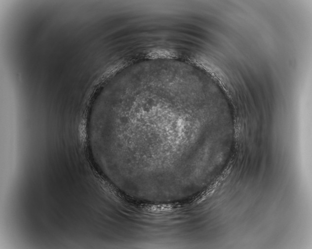 X0000095910353200801251014