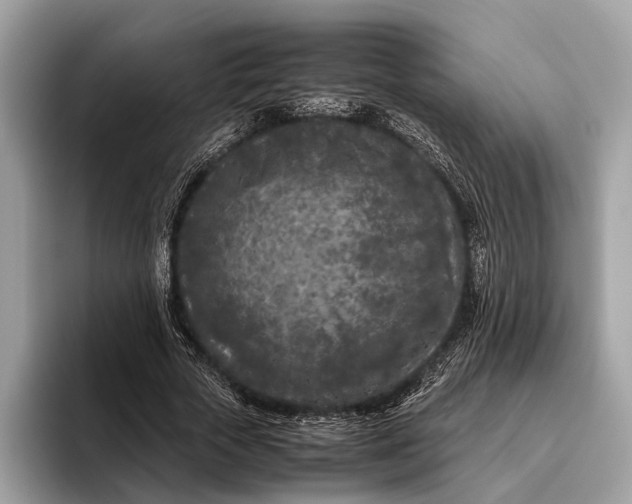 X0000095910729200801251009