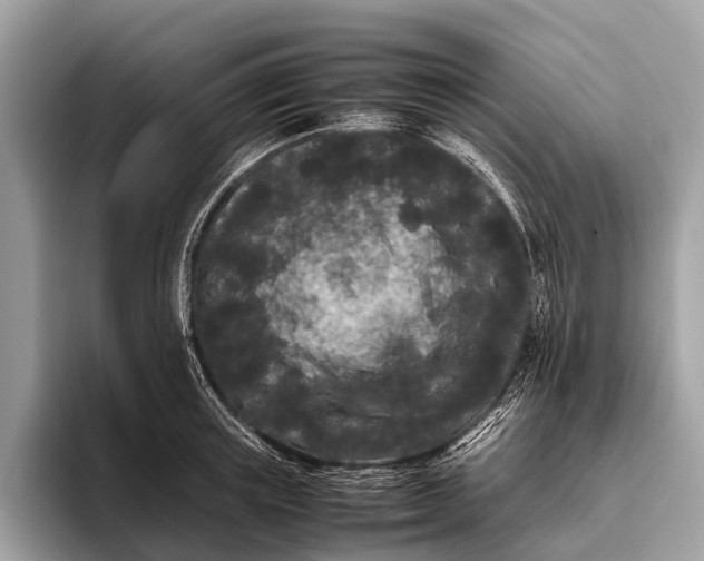 X0000095910851200801251008