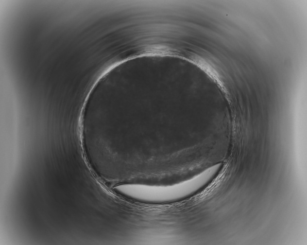 X0000095910854200801251008