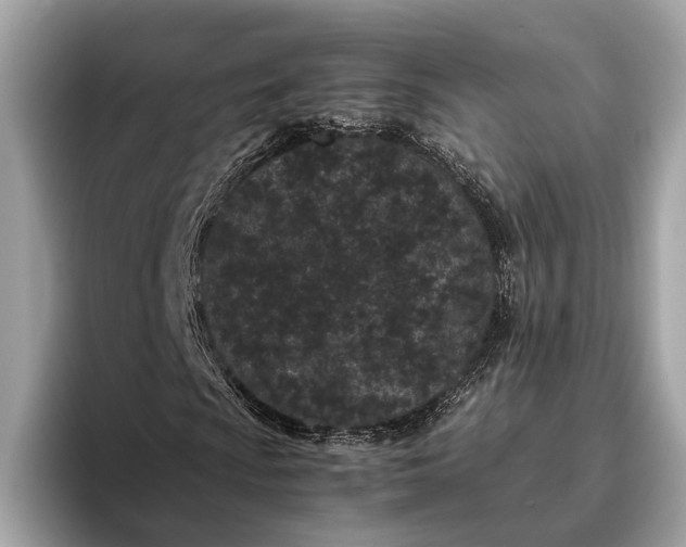 X0000095911009200801251005