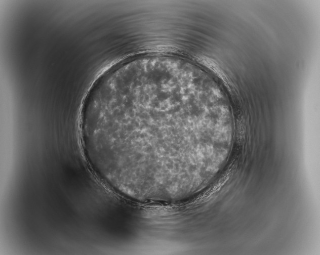 X0000095911071200801251005