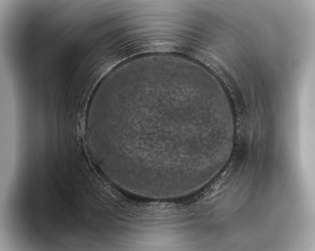 X0000095911081200801251005