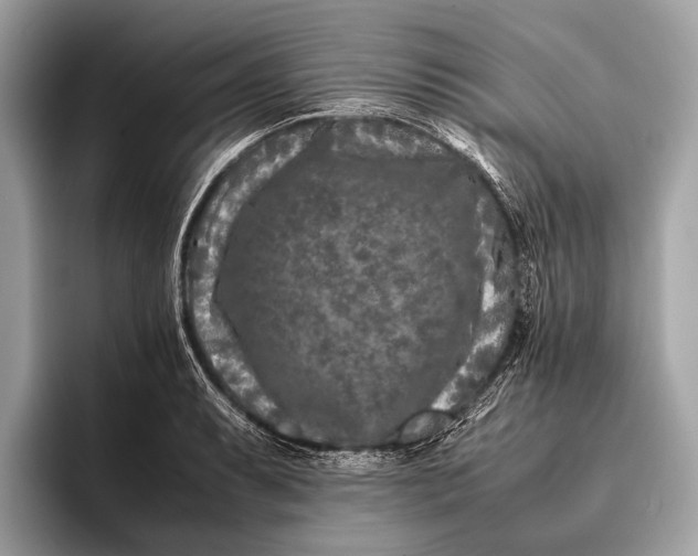 X0000095911087200801251005