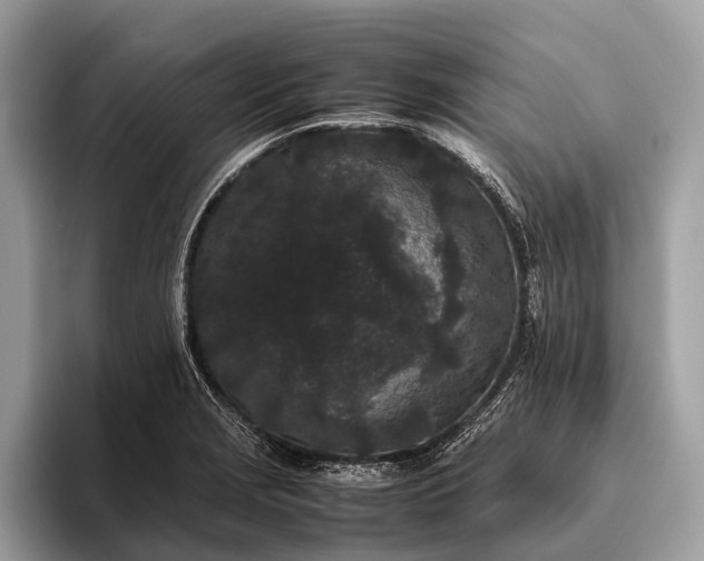 X0000095911229200801251003