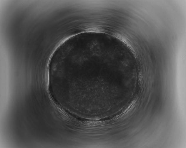 X0000095911323200801251002