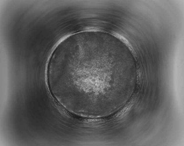 X0000095911427200801251001