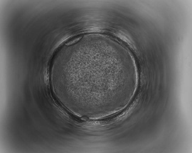 X0000095911450200801251000