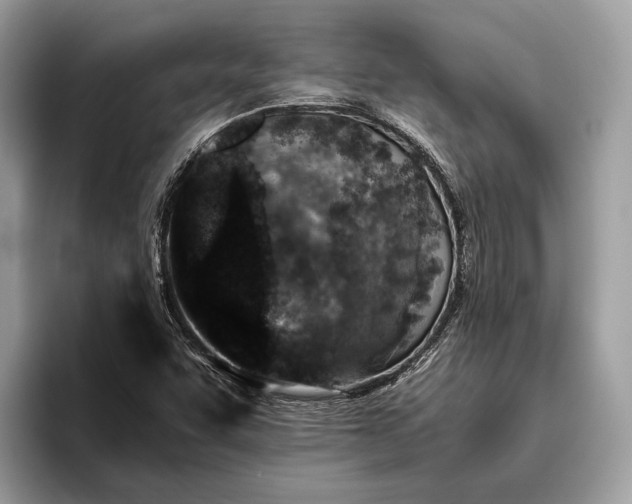 X0000095911455200801251000