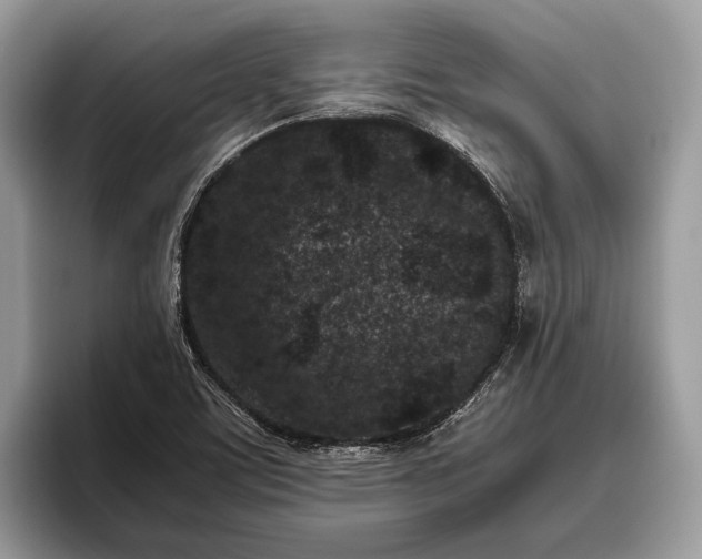 X0000095911459200801251000