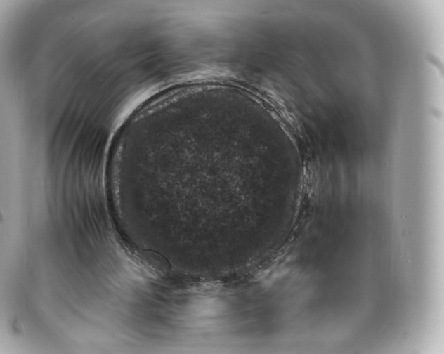 X0000095910196200802011158