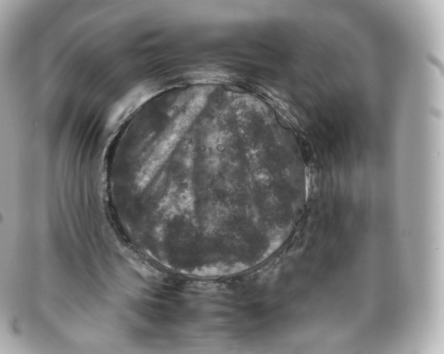 X0000095910339200802011155