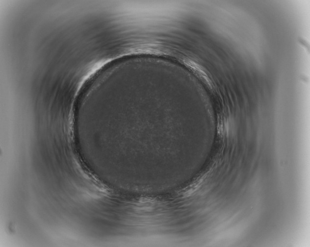 X0000095910388200802011155