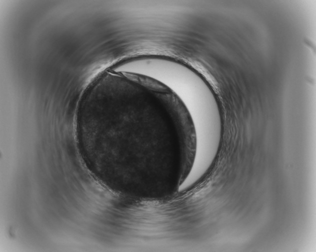 X0000095910391200802011155