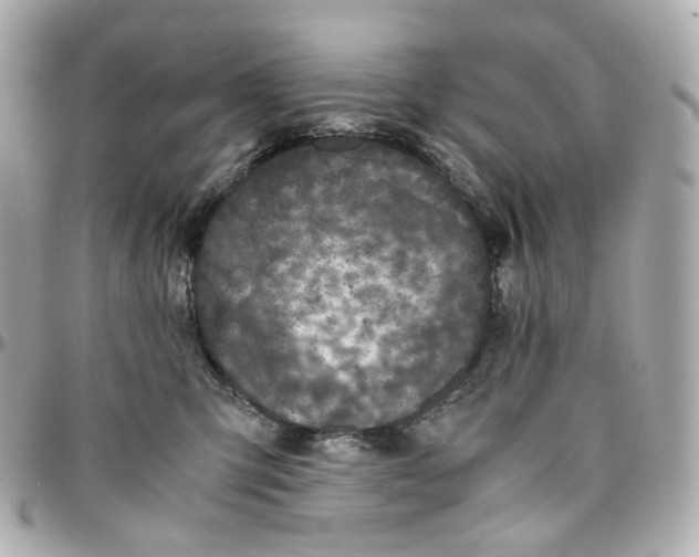 X0000095910423200802011155