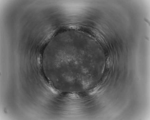 X0000095910424200802011155