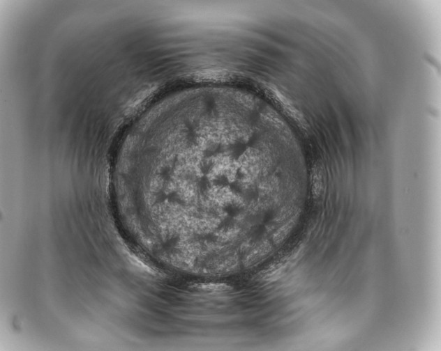 X0000095910637200802011151