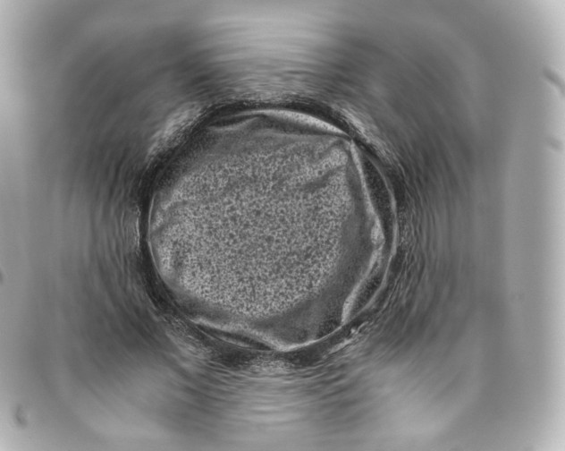 X0000095910685200802011151