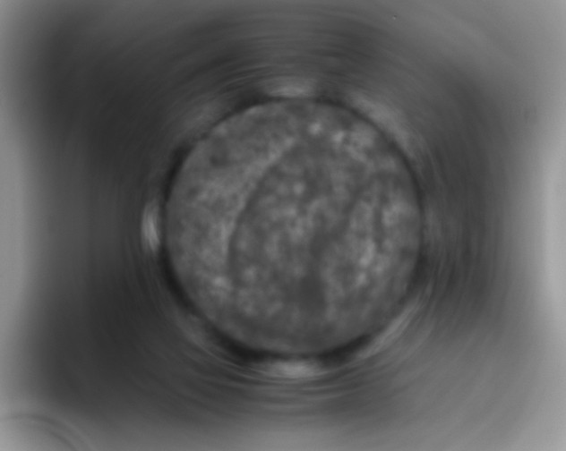 X0000095910069200802081101