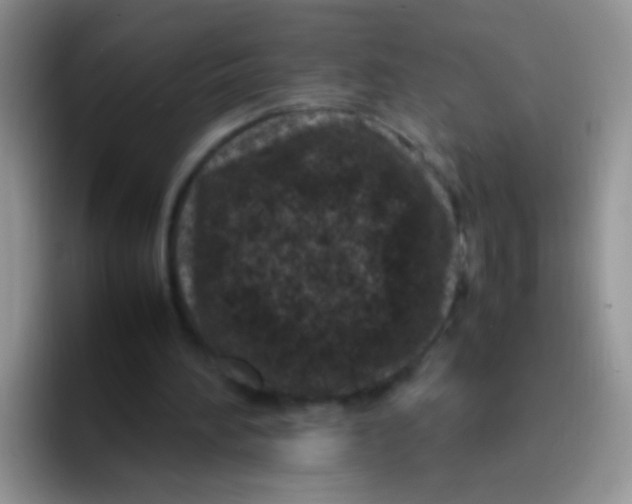 X0000095910196200802081100