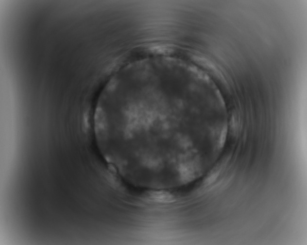 X0000095910424200802081057