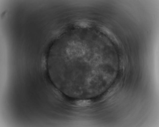 X0000095910465200802081056